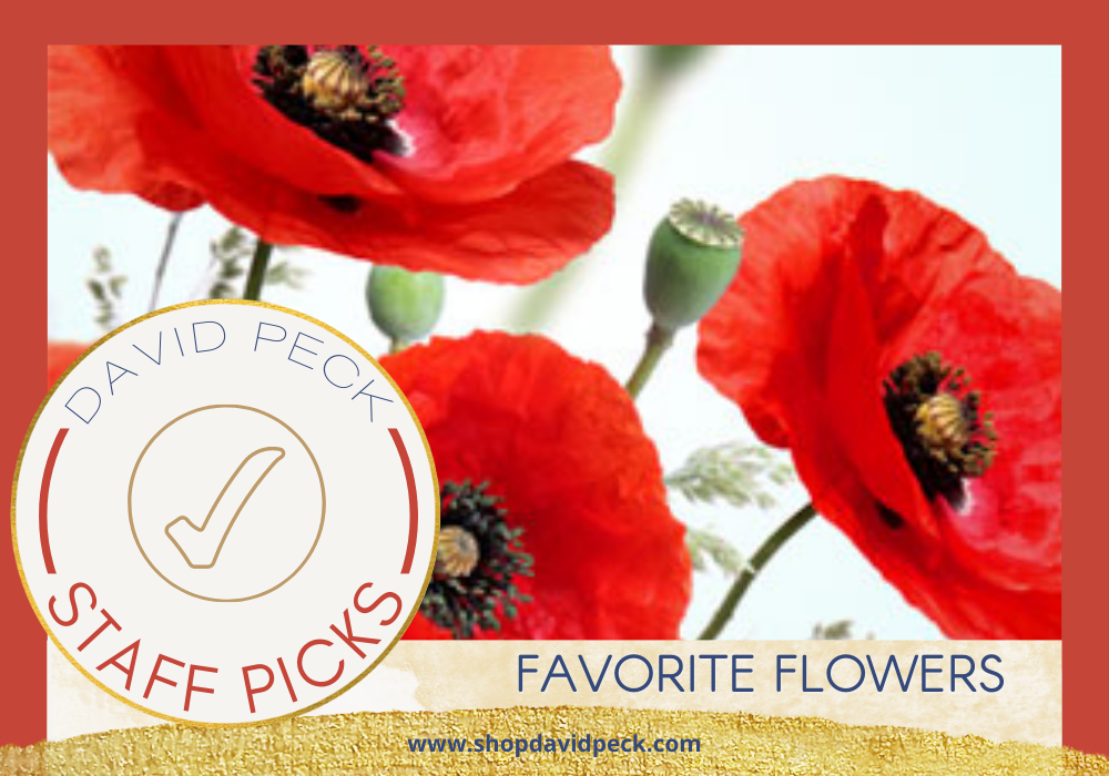 Staff Picks. Poppies in a field. Flowers blooming in a field