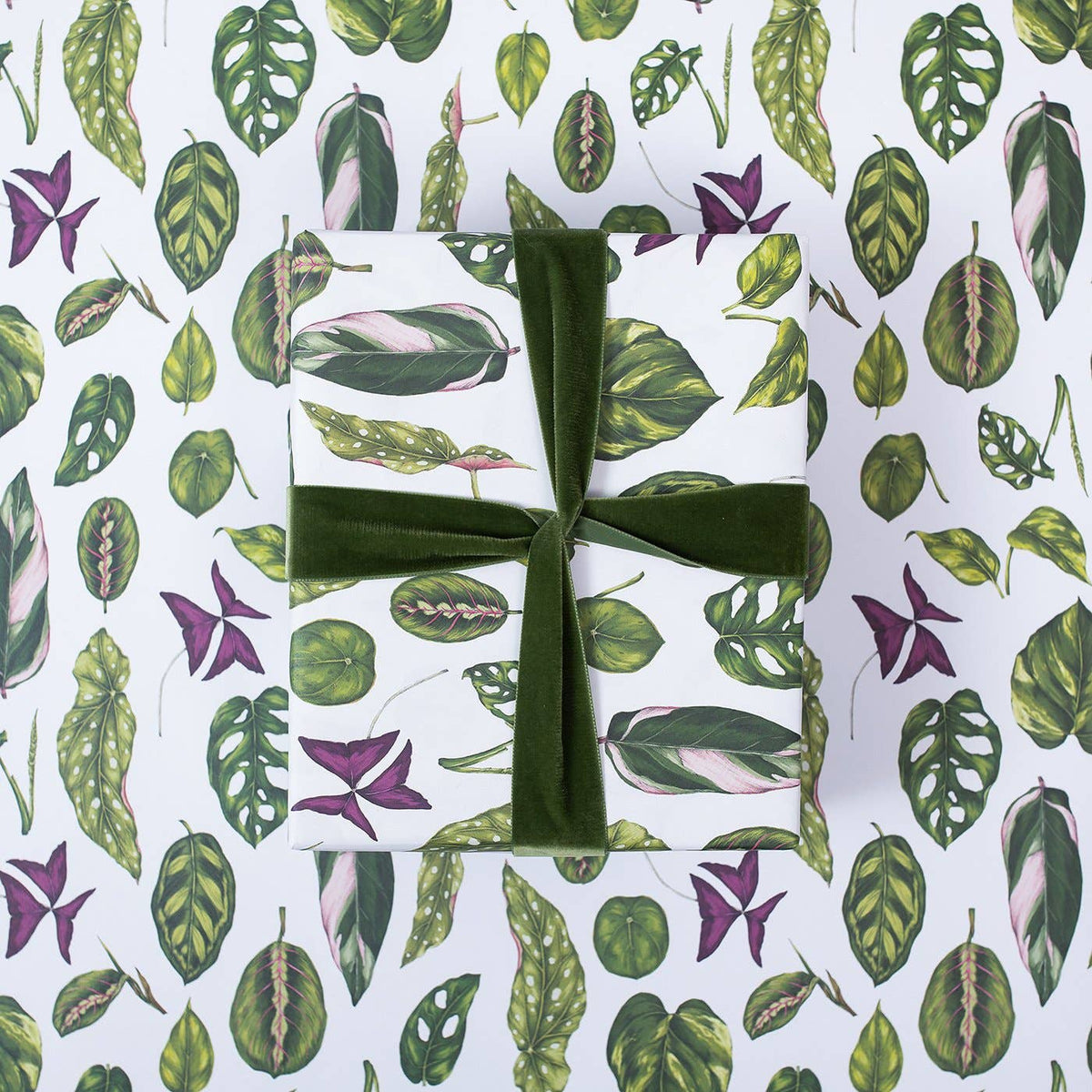 Gift Wrap | Houseplants | Catherine Lewis Design